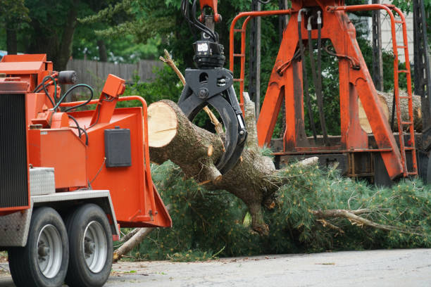 How Our Tree Care Process Works  in Allison, IA